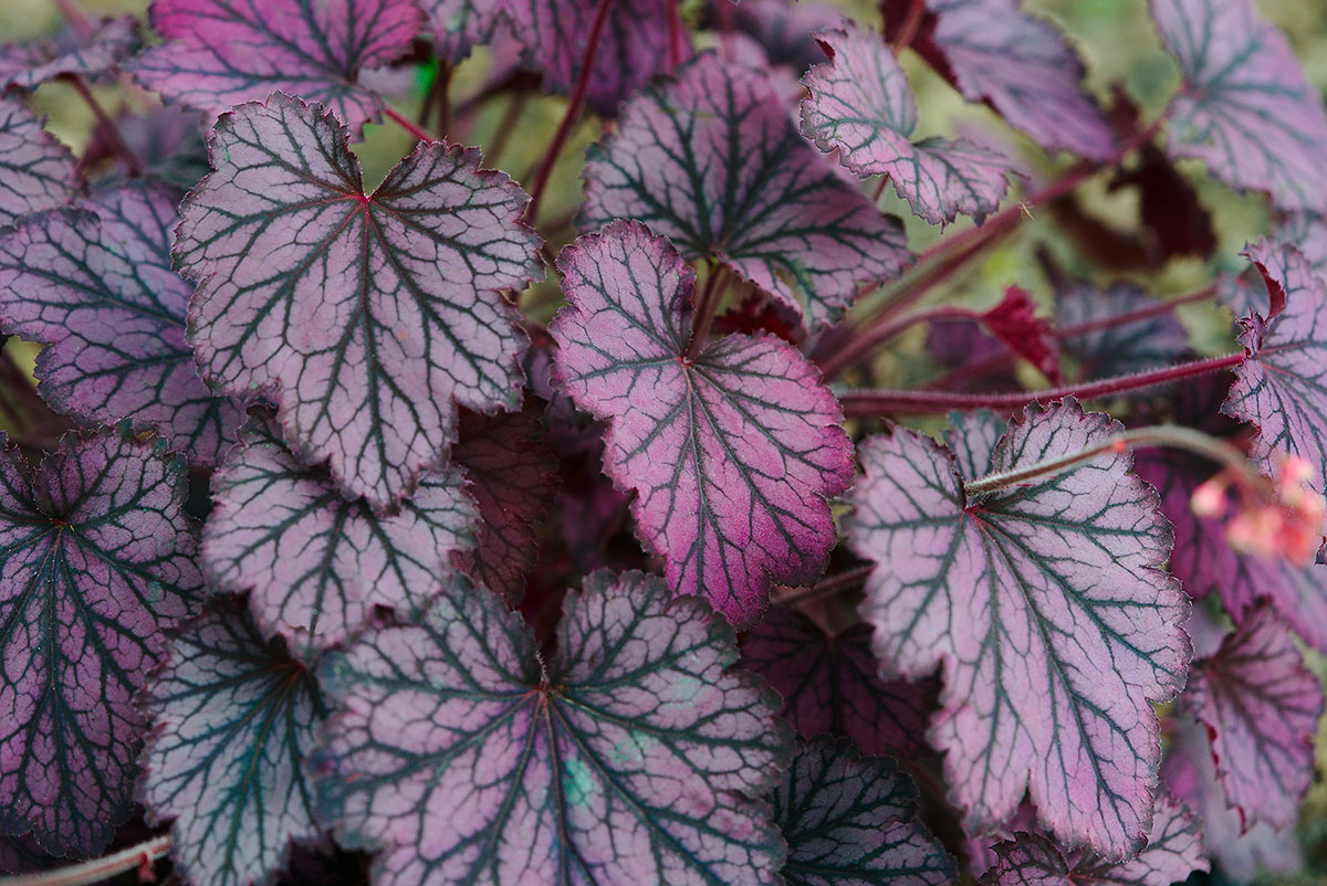 heuchera
